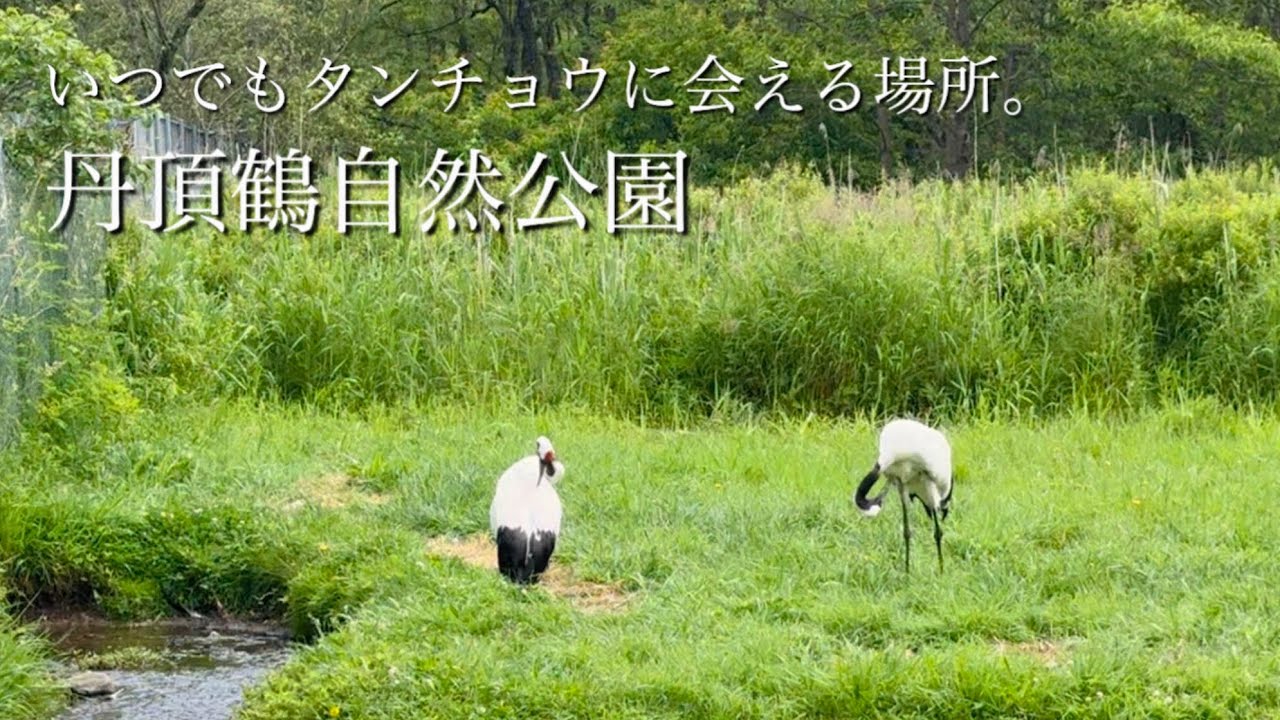 【北海道旅㉚】『北海道の鳥』タンチョウに会いに行きました。 ハイエースバンライフ