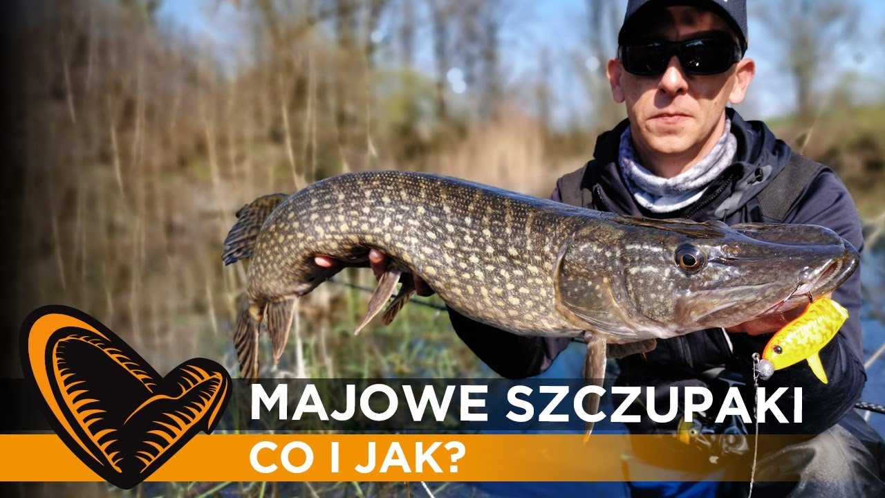 Majowe szczupaki na płyciznach - czyli jak i czym tego spróbować.