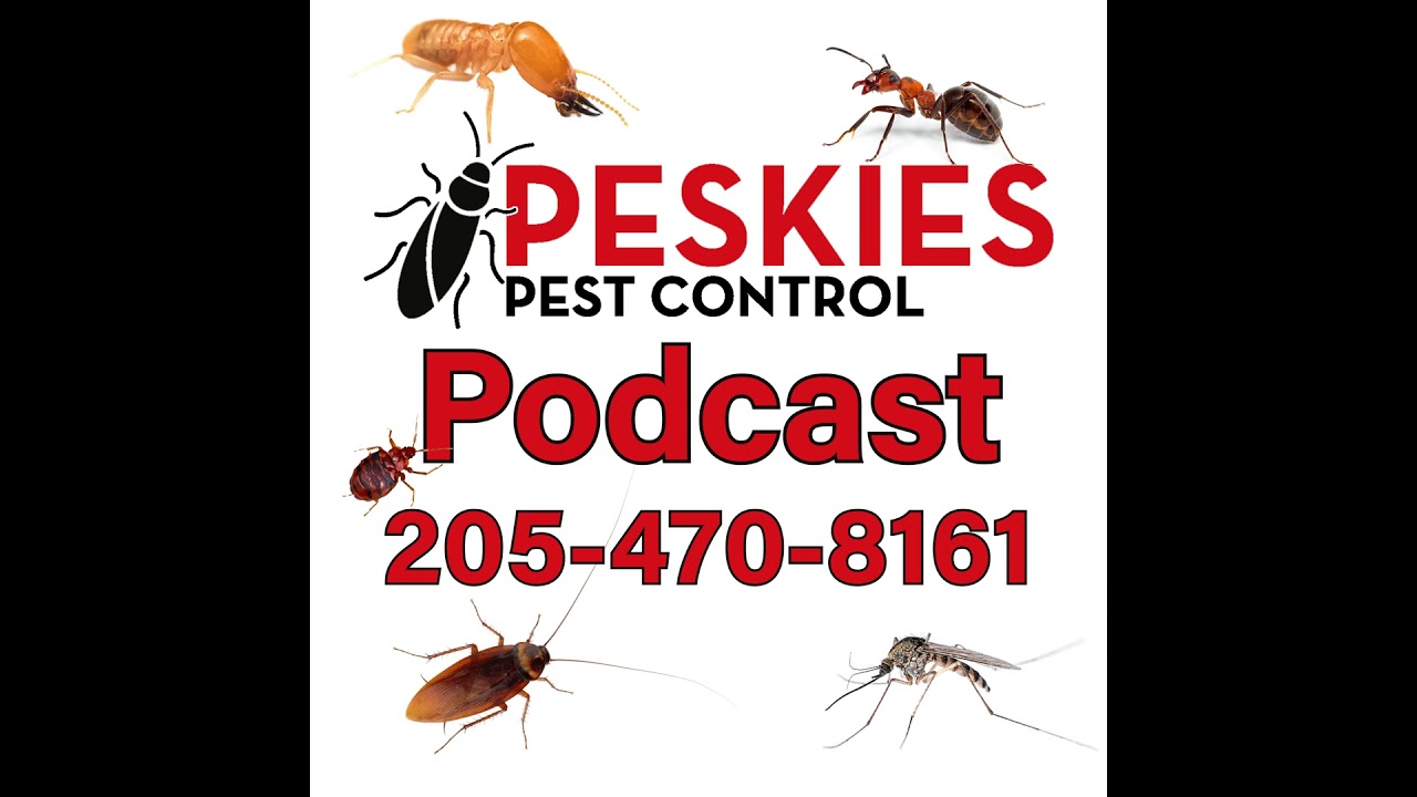 Mosquitoes Are Already Back in Birmingham Alabama!