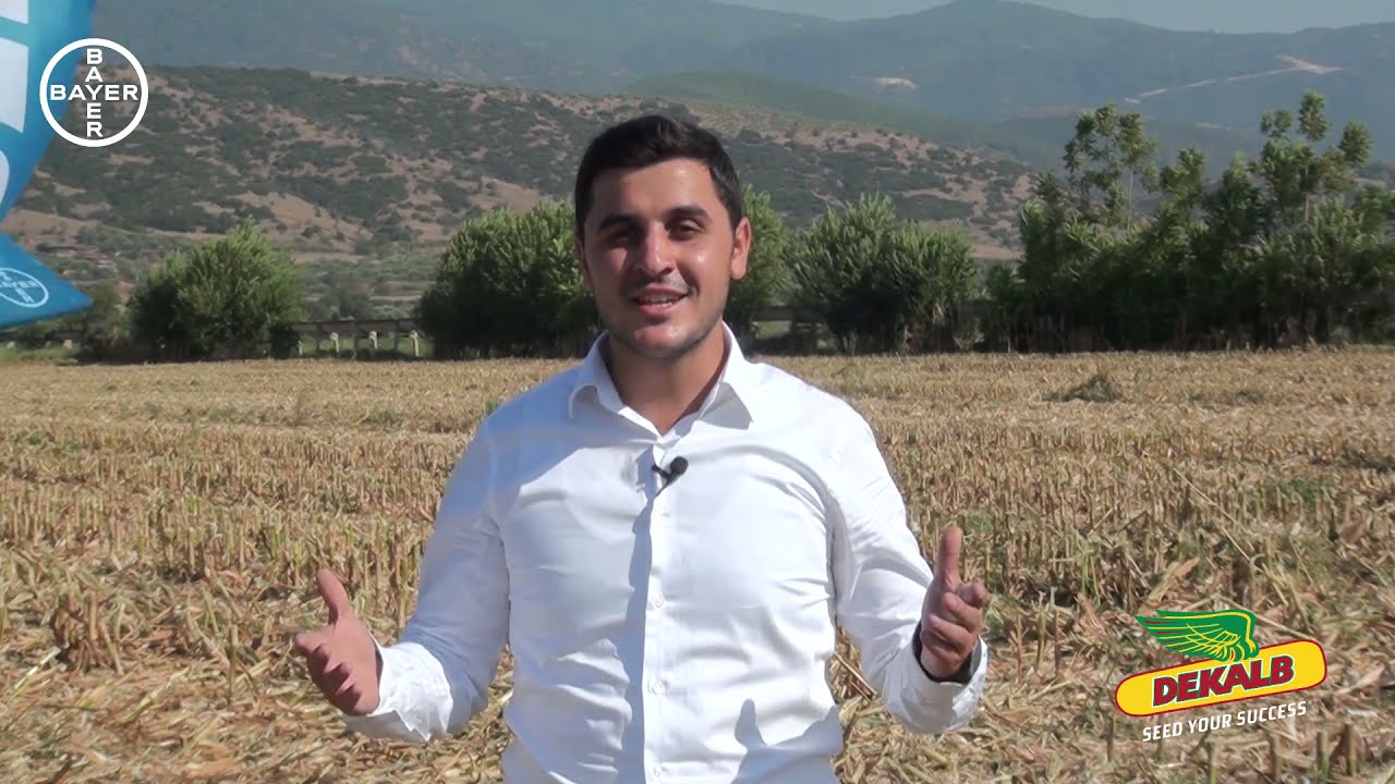 DKC6980 Mısır Tohumunu Aydın Nazilli'den Harun Musa Çizmecioğlu Yorumluyor