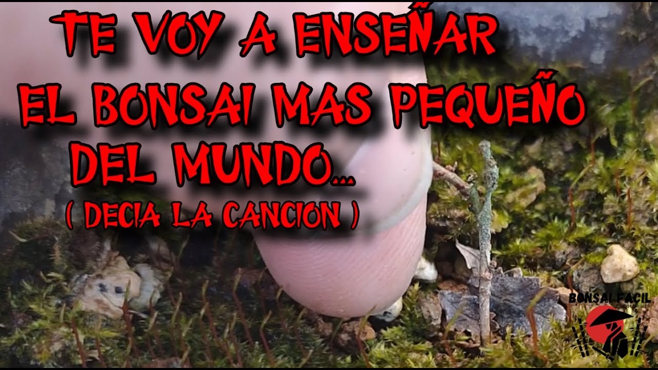 El esqueje mas pequeño en bonsai facil