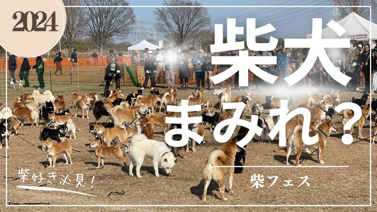 【圧巻】柴犬まみれ！？モモを探せ！500頭が集結の柴フェス。こんなイベント行くしかない！柴犬好きは必見です！#柴犬 #犬 #dog #犬のいる暮らし