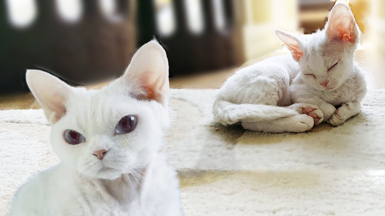 데본렉스 고양이 비앙카 첫만남부터 5년간의 기록