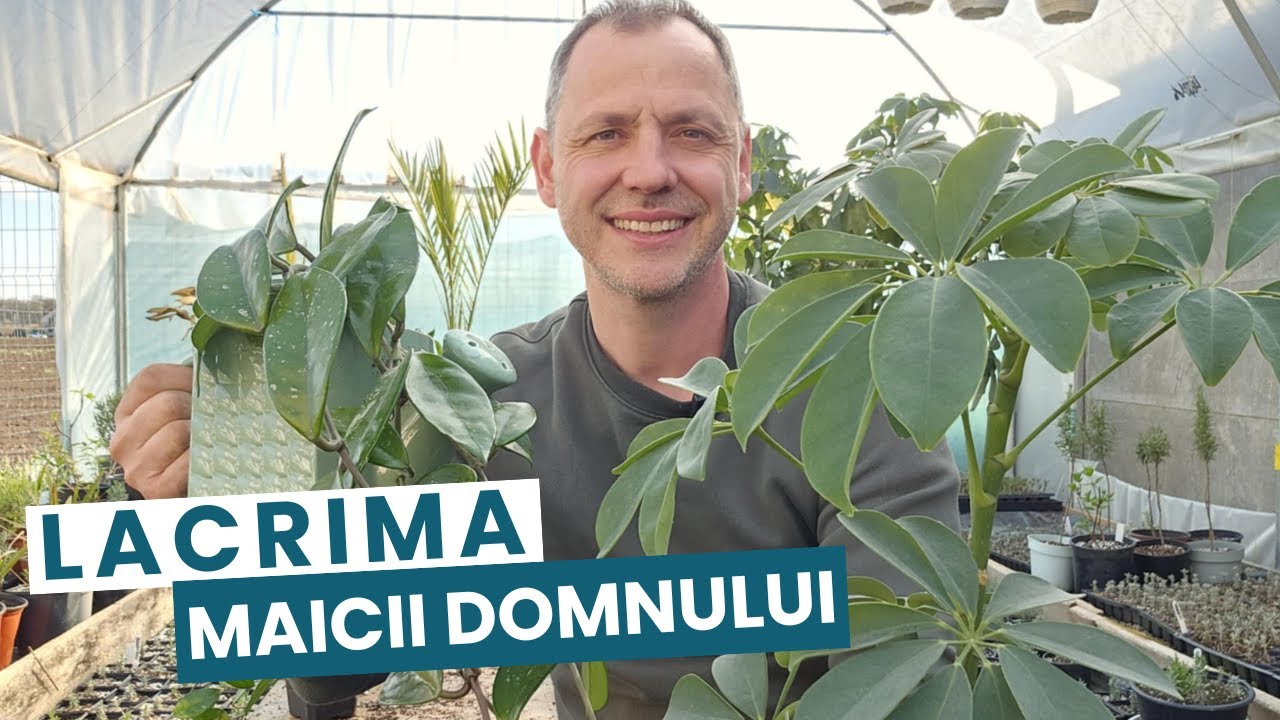 Lacrima Maicii Domnului, cat a crescut după un an!