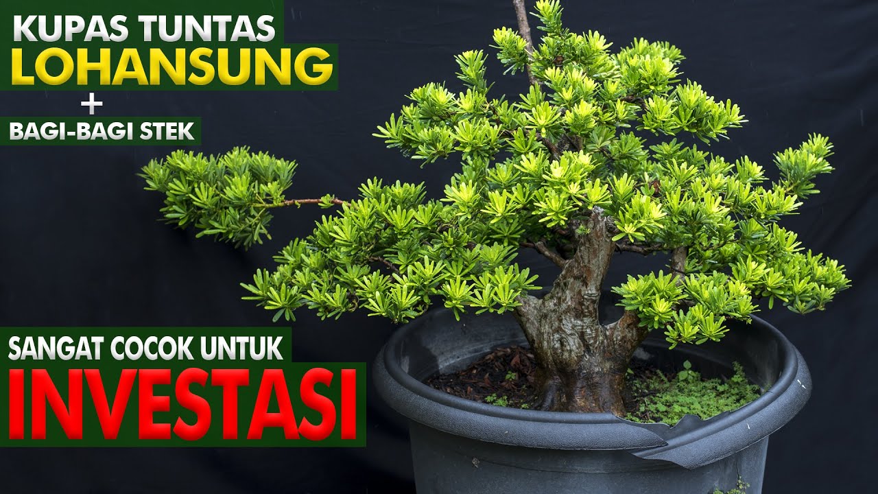 BELAJAR PROGRAM LOHANSUNG SEBAGAI INVESTASI MASA DEPAN