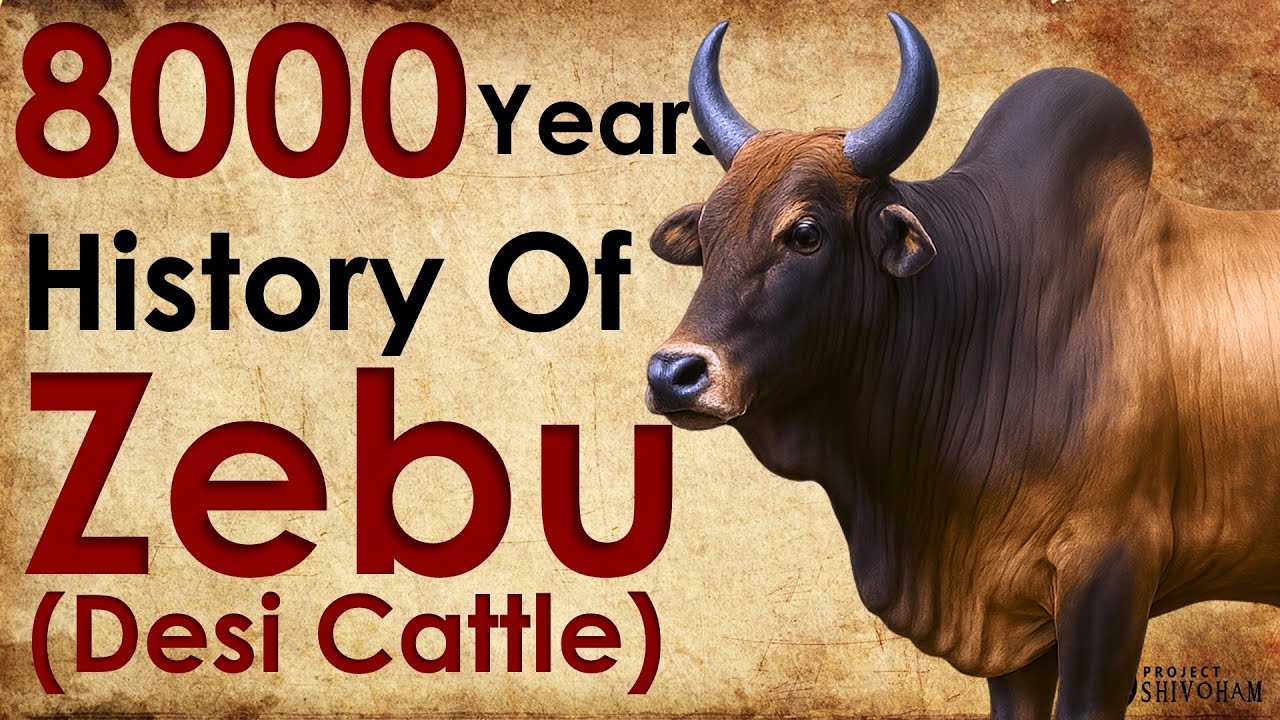 8000 years History of The Indian Cow (Bos Indicus)