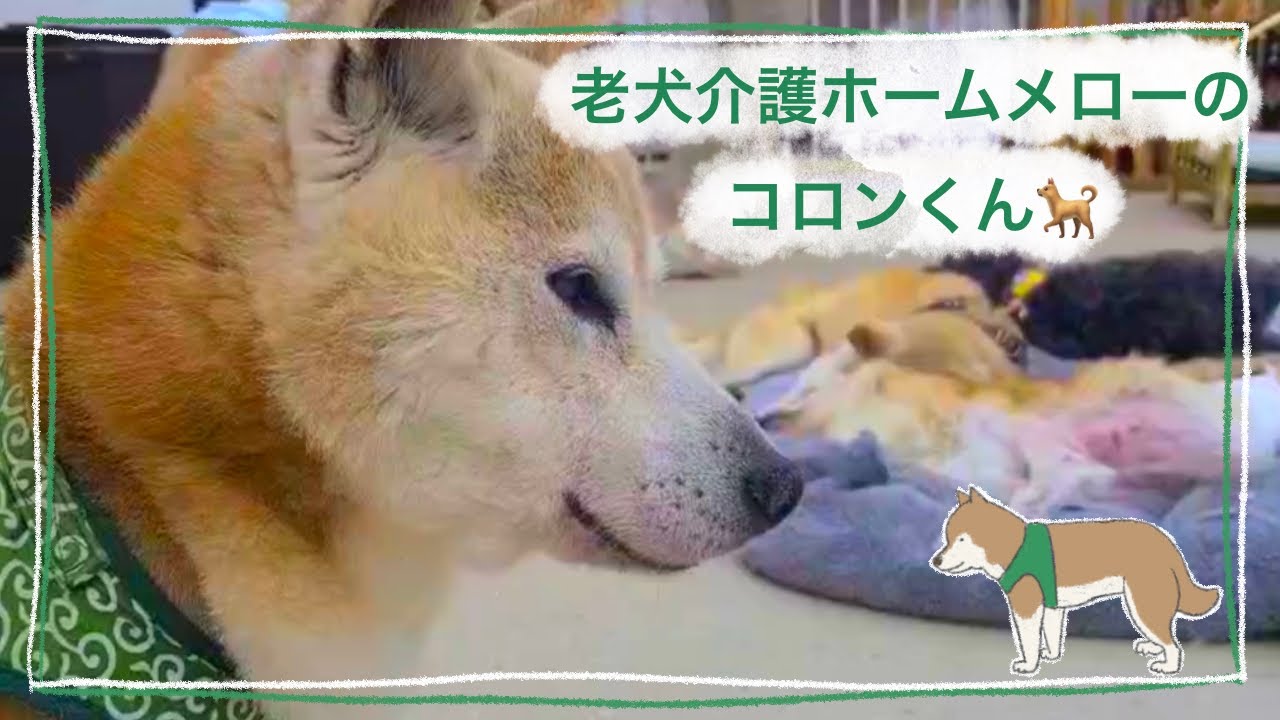 【老犬介護ホームメロー】コロンくん特集🐕