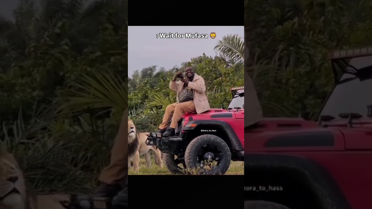 Safari Surprise: Photobombed by a Lion #viral #funny #lion #safari #trending #youtubeshorts#trending