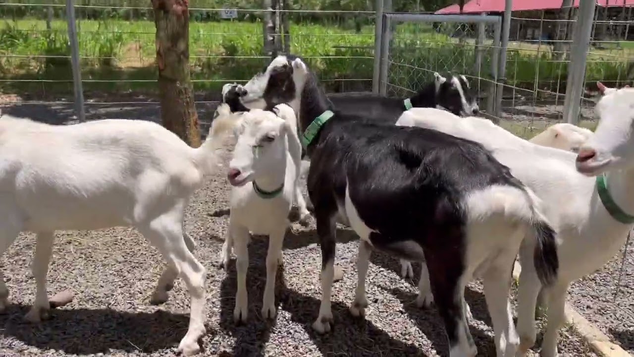 Raza Caprina La Mancha