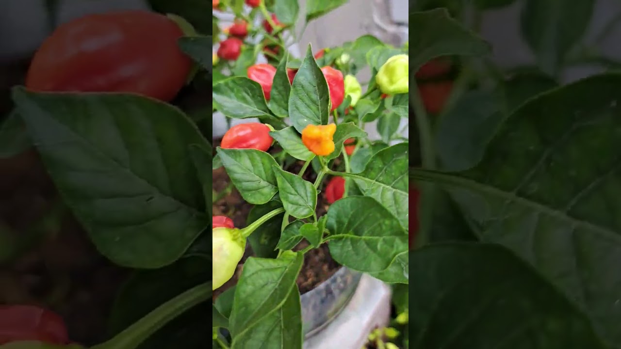 Belajar menanam Paprika mini