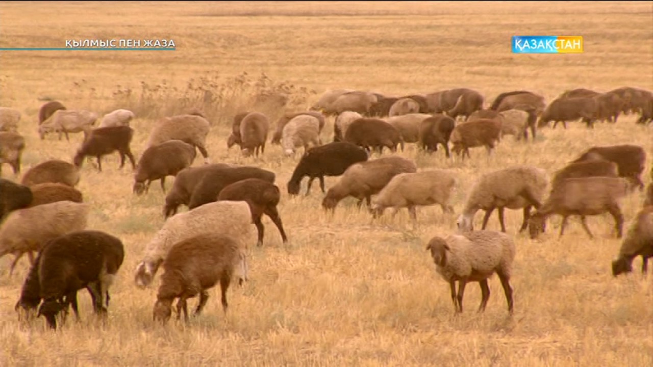 Қылмыс пен жаза - Несие. Алматы облысы