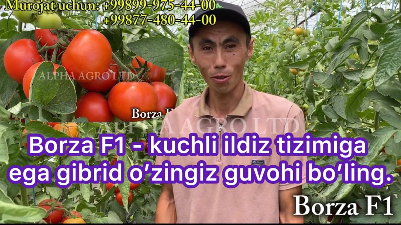 Borza F1 - кучли илдиз тизимига эга гибрид ўзингиз гувоҳи бўлинг.
