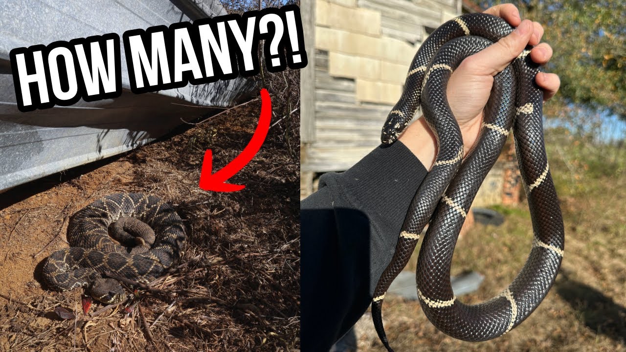 Старая ферма кишит гремучими змеями! Январские змеи Diamondbacks, спасение коробчатых черепах и м...