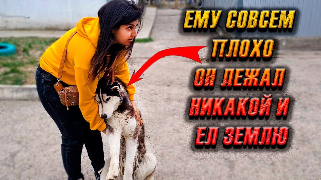 Хаски лежал истощенный, ел землю, а все проходили мимо🥺.  Что с ним произошло?
