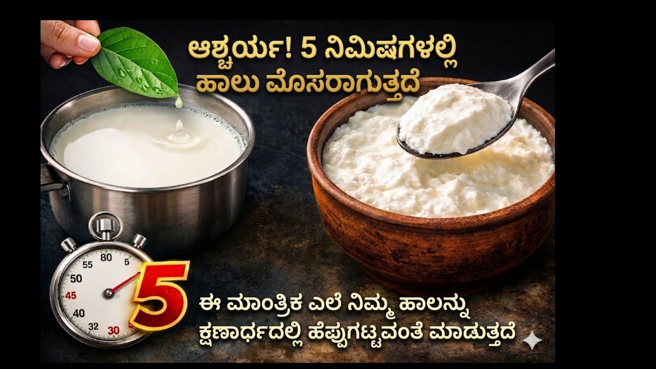 ಐದು ನಿಮಿಷದಲ್ಲಿ ಹಾಲು ಮೊಸರು ಆಗುವ ಒಂದು ವಿಶೇಷ ಗಿಡ ಮೂಲಿಕೆ....aryuvedik medicen tree.#viralvideo