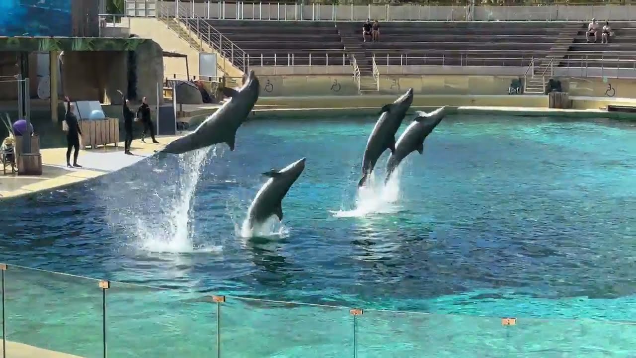 Dolphin Fantasia (Full Show) - Marineland Antibes - 27th September 2024