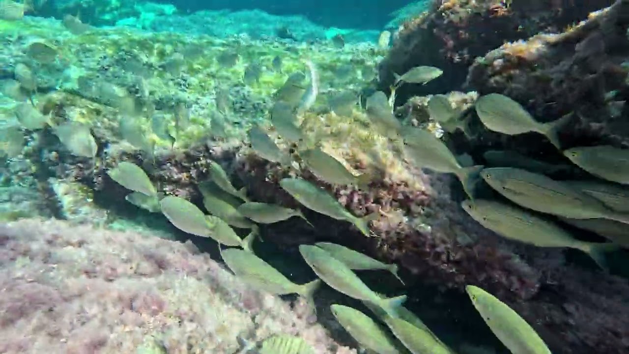Unterwasserwelt Cala Mesquida / Mallorca - 18.10.2025
