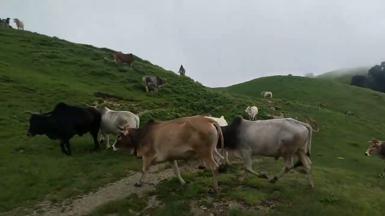 ऐक बार फिर बुग्याल में बैलों का डर 🐂🐂🐂🐂🐅🐯🐯🦁🦁🐅🐅🐯🐯🦁🙏🙏🙏👍👍👍