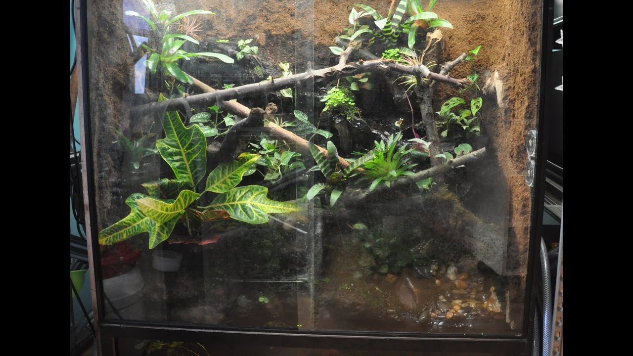 Making of the Vivarium - Tribolonotus