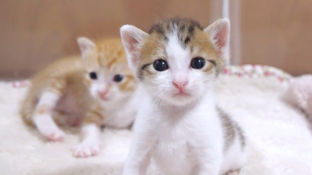 動きがシンクロする仲良し過ぎな子猫の姉弟【赤ちゃん猫　保護猫】