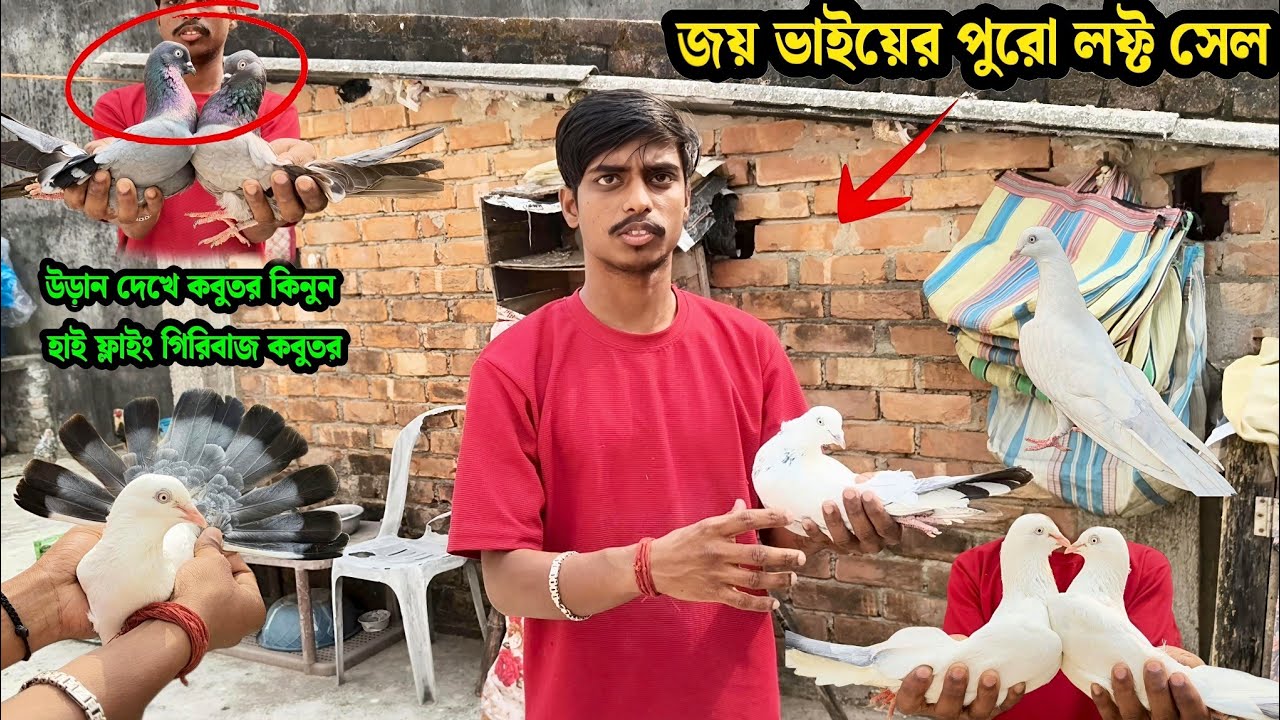 জয় ভাইয়ের পুরো লফ্ট সেল | উড়ান দেখে কবুতর কিনুন । হাই ফ্লাইং গিরিবাজ কবুতর