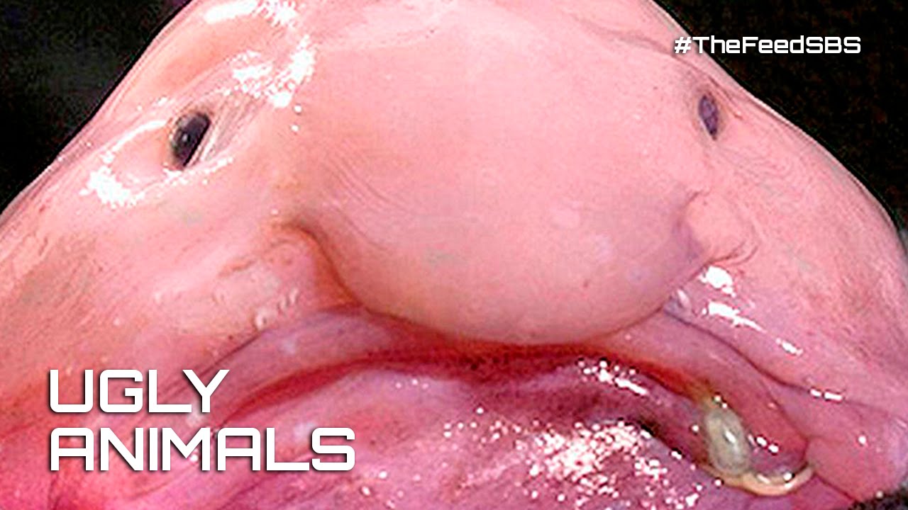 Ugly animals need saving too - The Feed