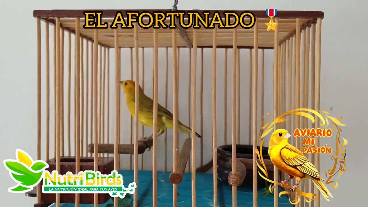 CANTO DE CANARIO PARA CONCURSO
