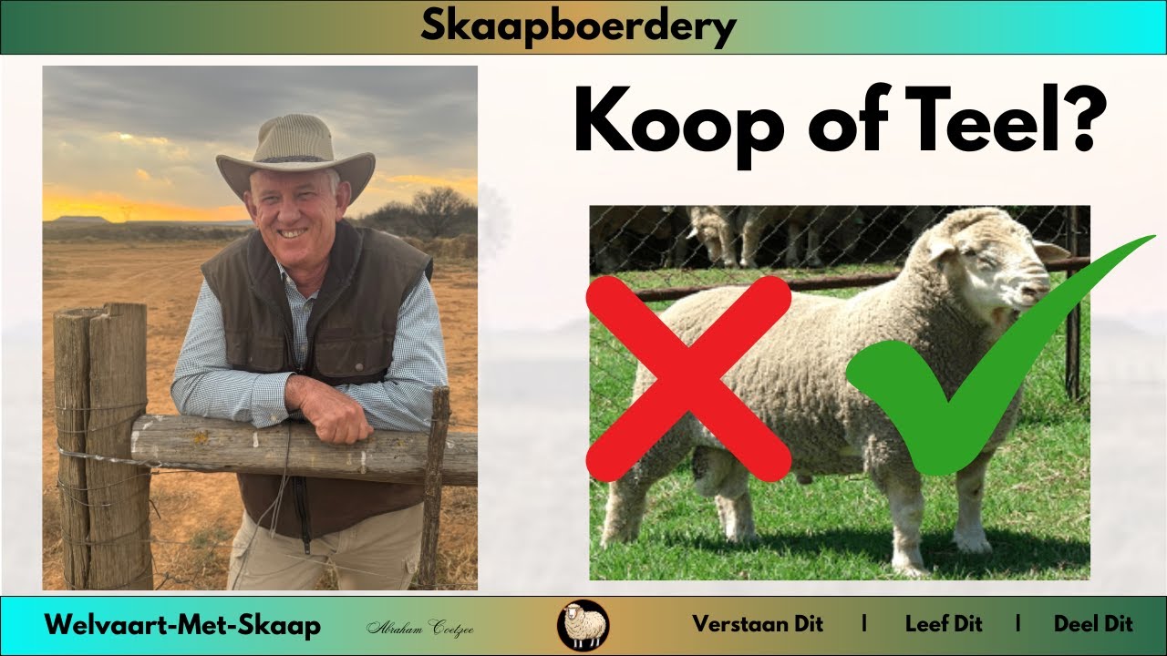 Skaapboerdery: Koop jy ramme of teel jy self jou ramme?