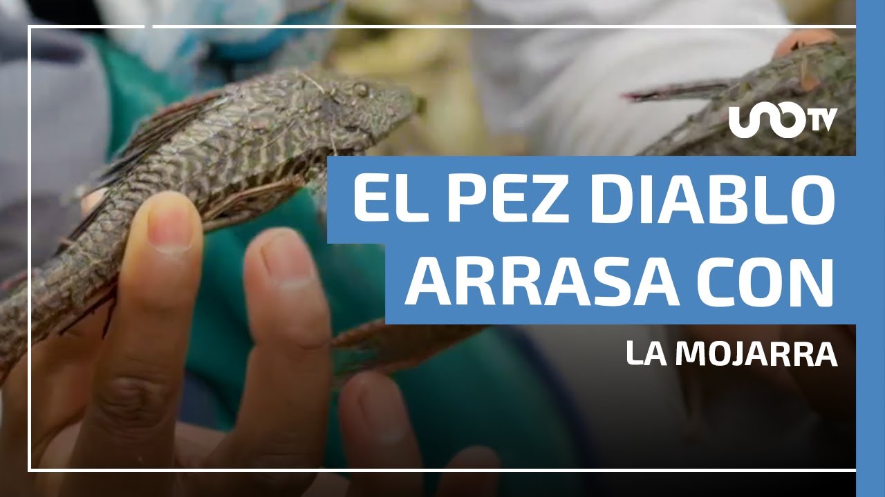 El pez diablo arrasa con la mojarra y hunde a pescadores en Veracruz