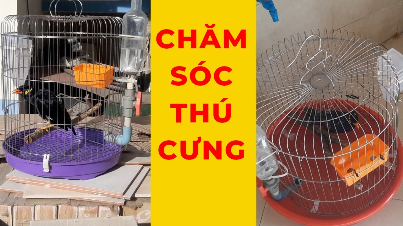 Kinh nghiệm nu&ocirc;i v&agrave; chăm s&oacute;c chim cảnh II raising and taking care of ornamental birds@KhiNguyen Vlog