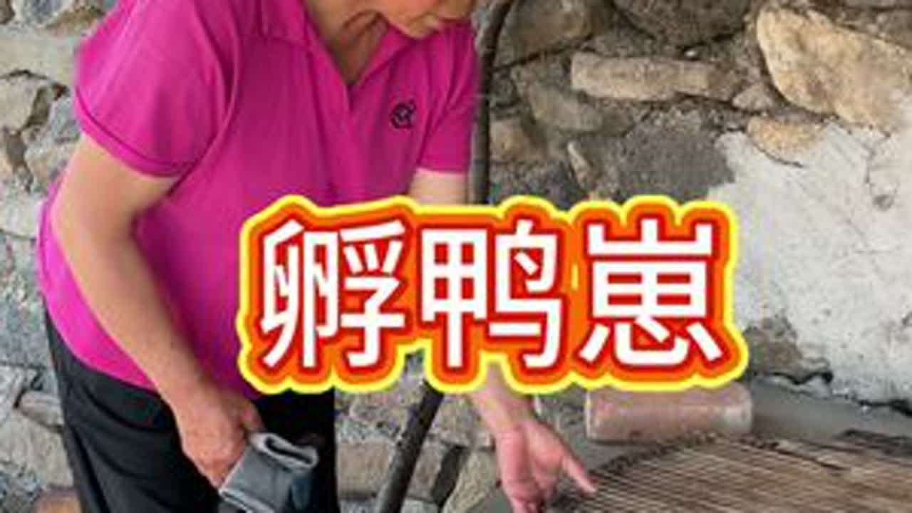 孵鸭崽