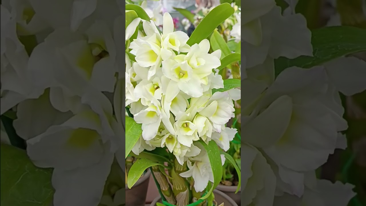 Snow-white Dendrobium Spring Dream 'Apollon ' #orquidias #orchids #florasrevelry