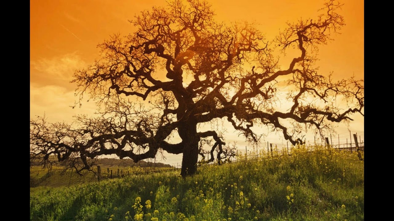 The oldest tree