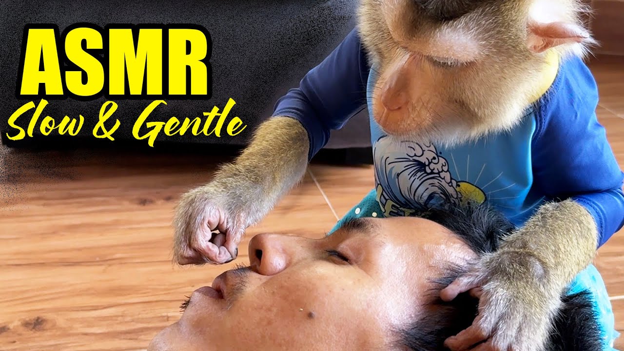 ASMR Monkey Grooming | Slow & Gentle Scalp Care For Deep Sleep (No Talking)