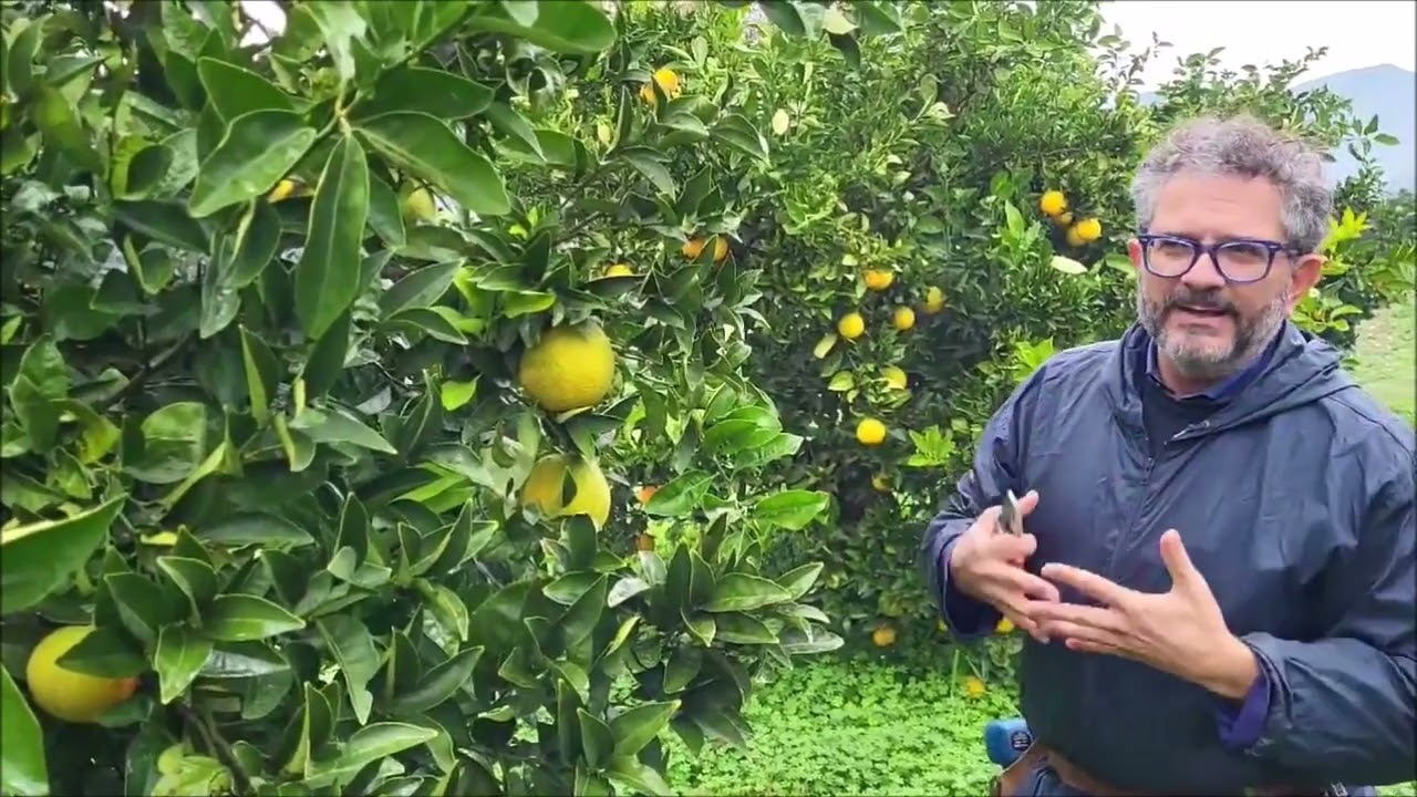 AGRUMI RISPOSTA ALLA POTATURA DI RIFORMA DOPO QUATTRO ANNI