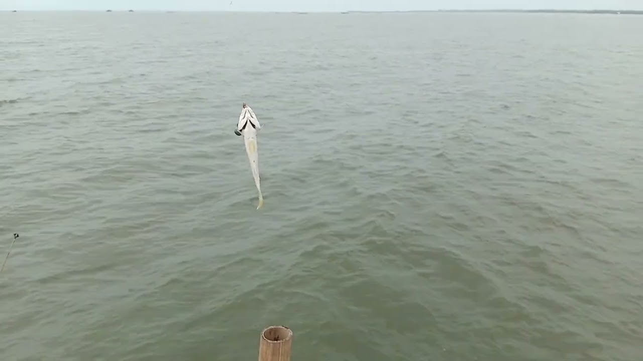 Mancing di bagan baru muara 2 milik Kep Jajang 