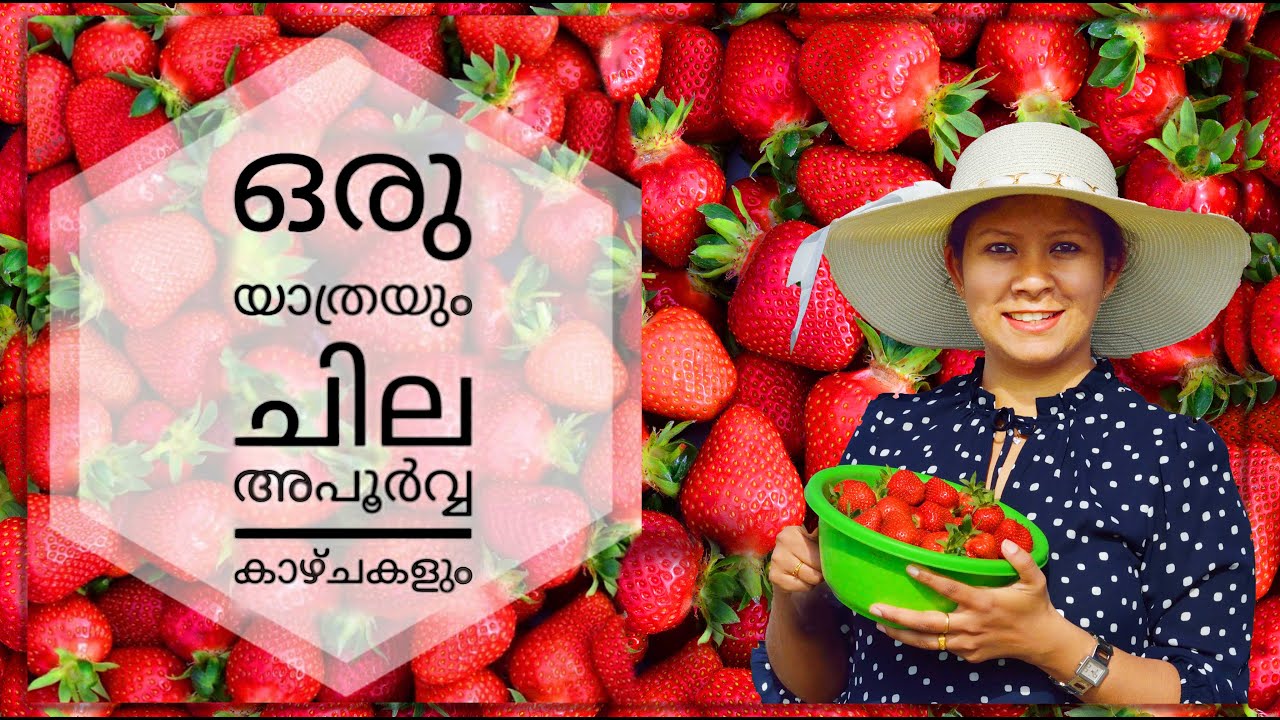 STRAWBERRY PICKING - HUNGARY | ഫെറിയുടെ സ്ട്രോബെറി ഫാമിലേക്കുള്ള ഒരു യാത്ര | MALAYALAM