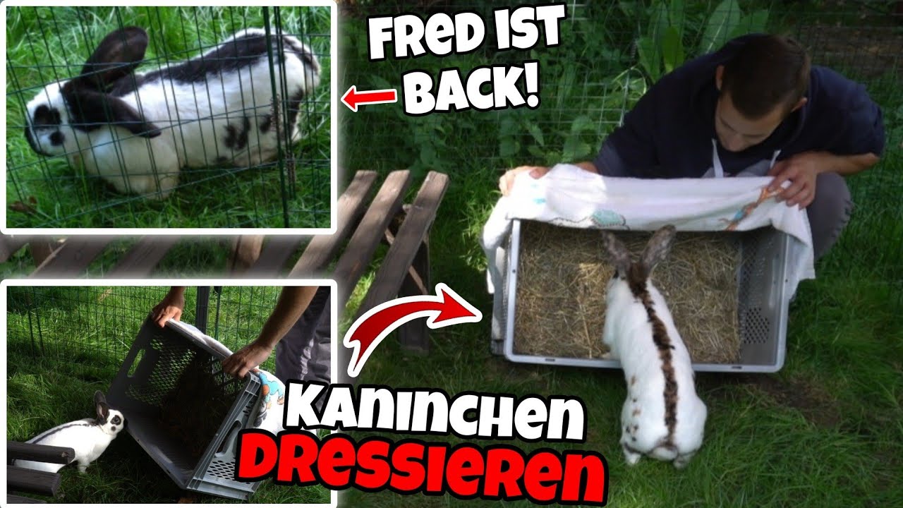 So DRESSIERE ich meine KANINCHEN! + FAIL! 😂 Schustrich S 2.0 ⭐