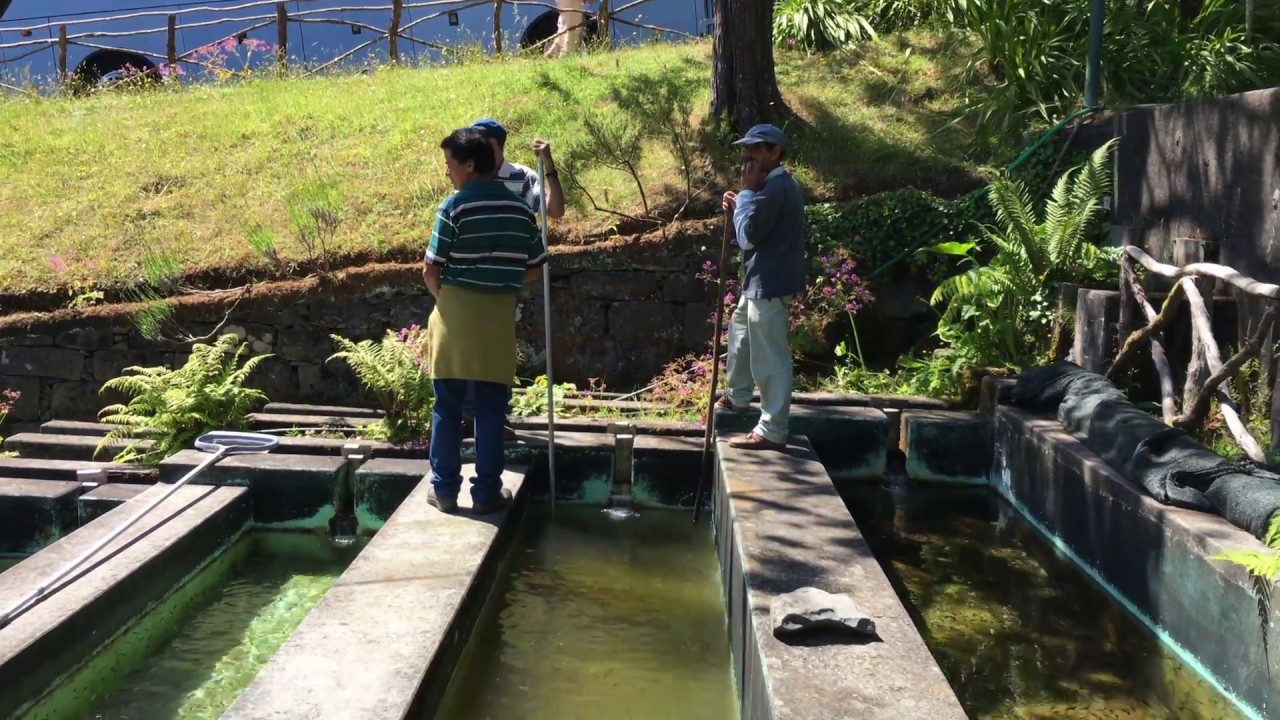 Ribeiro Frio (trout farm) - Madeira 4k