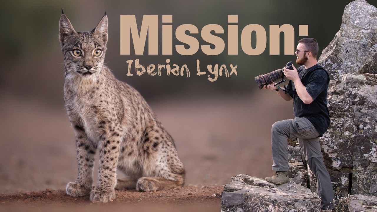 Mission: Iberian Lynx – Photographing Spain’s Most Elusive Wild Cat