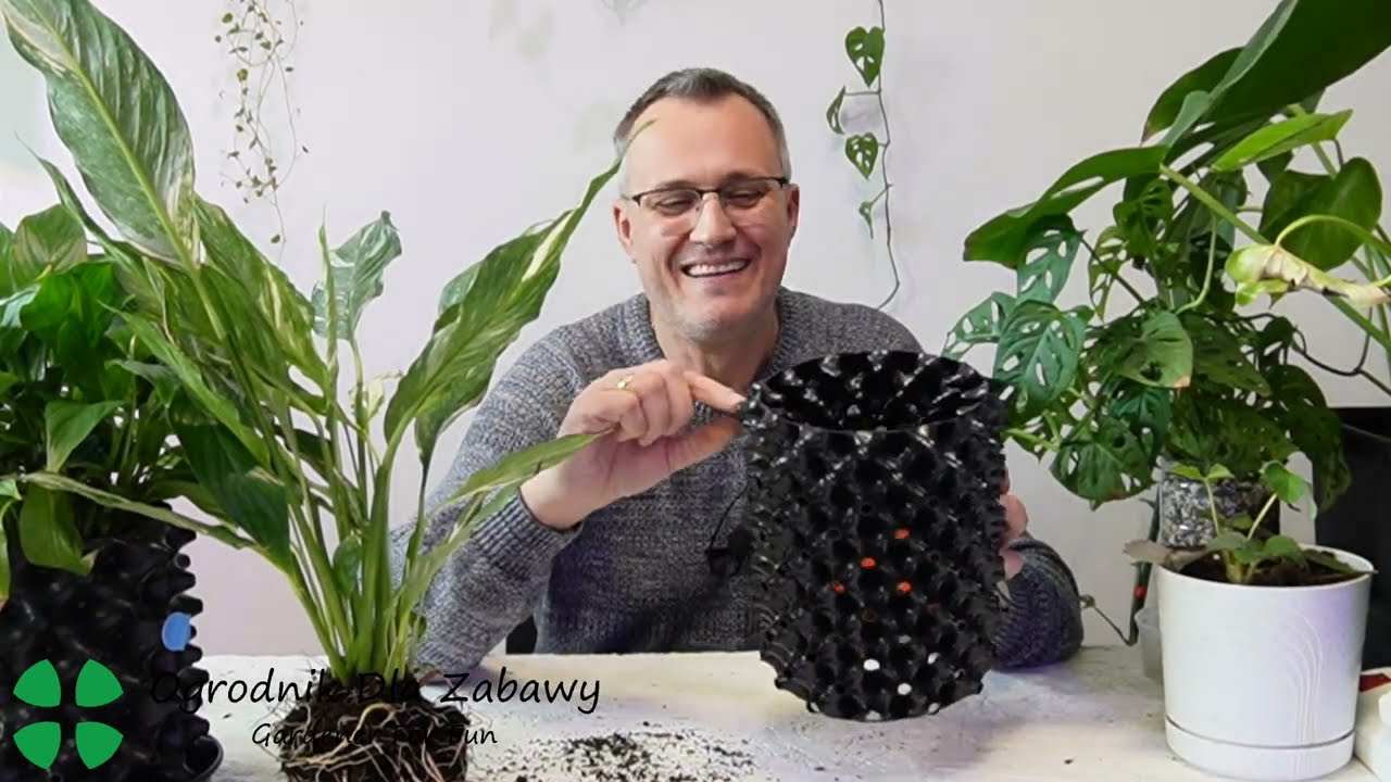 109. Skrzydłokwiat Diamond kupiony w...zostanie przesadzony do AitPot'a,  bedzie też Adansonii Mint