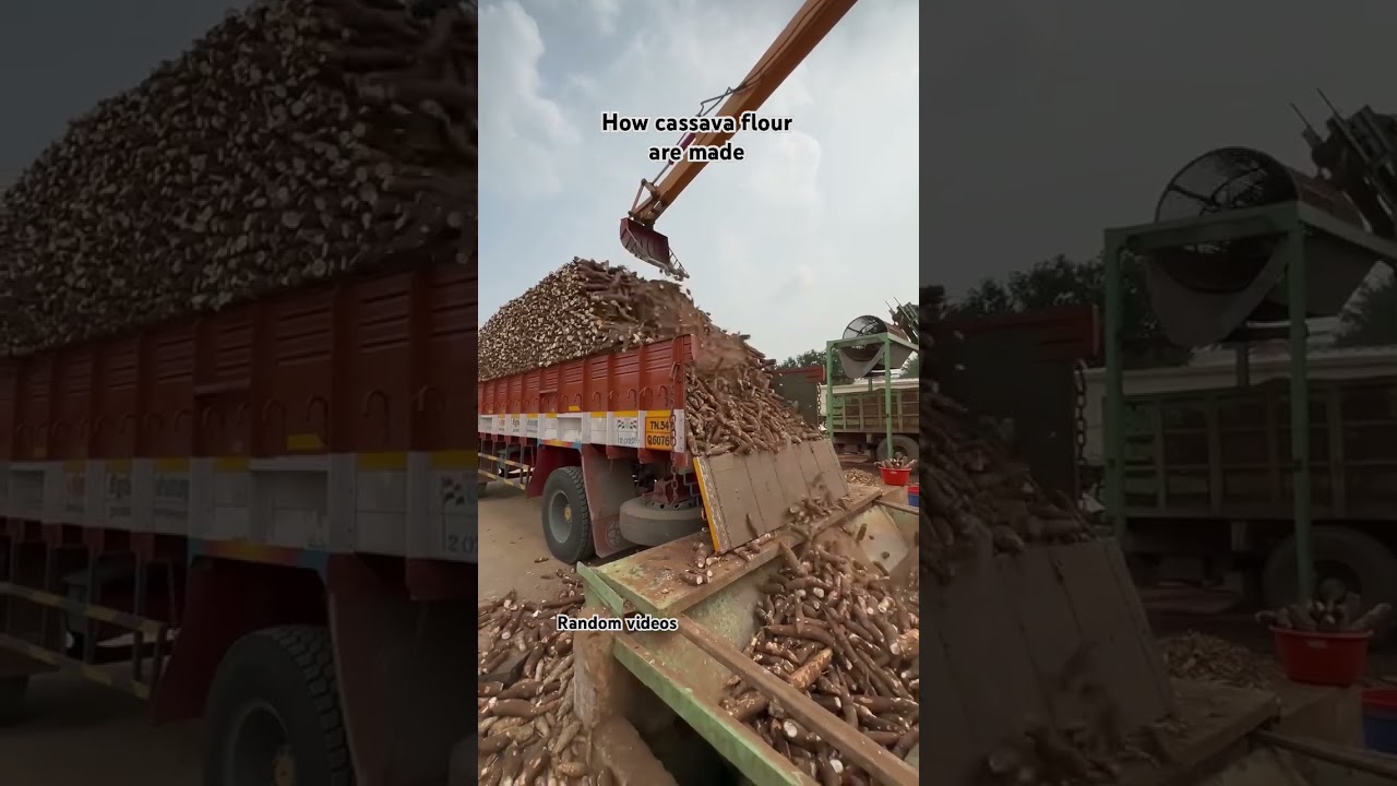 How cassava flour are made