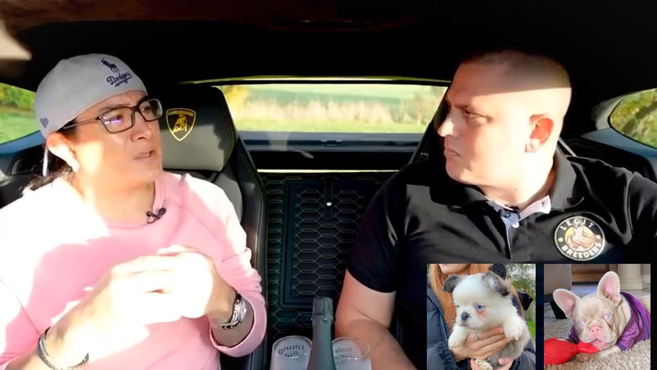 Legit Breeders Episode 4 - Pink and Husky French Bulldog - Dezinerbullz