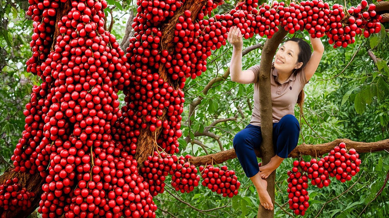 Harvesting Giant Langsat Clusters on an Ancient Tree go to market sell - Cooking and tending a farm