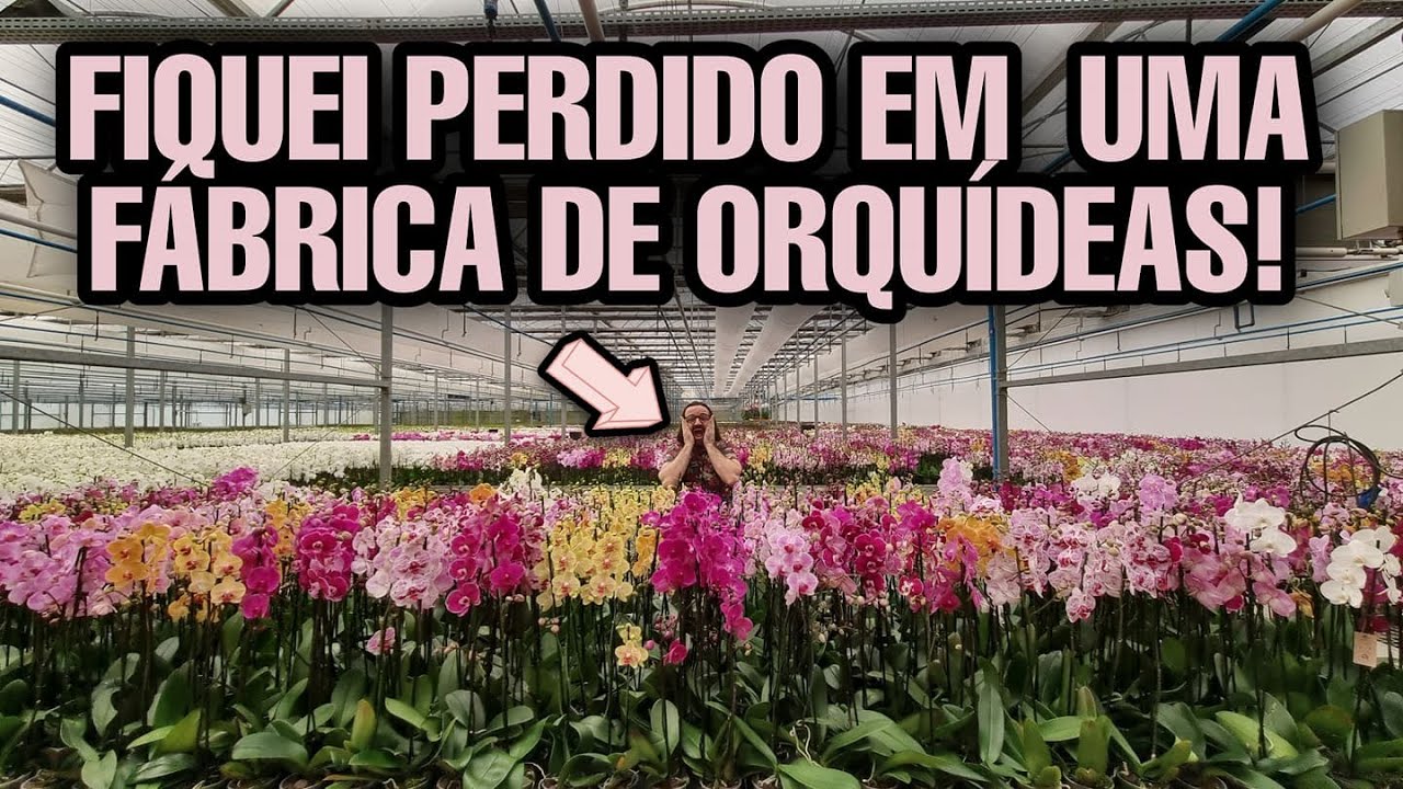 POR DENTRO DE UMA FÁBRICA DE ORQUÍDEAS - Segredos da produção de plantas