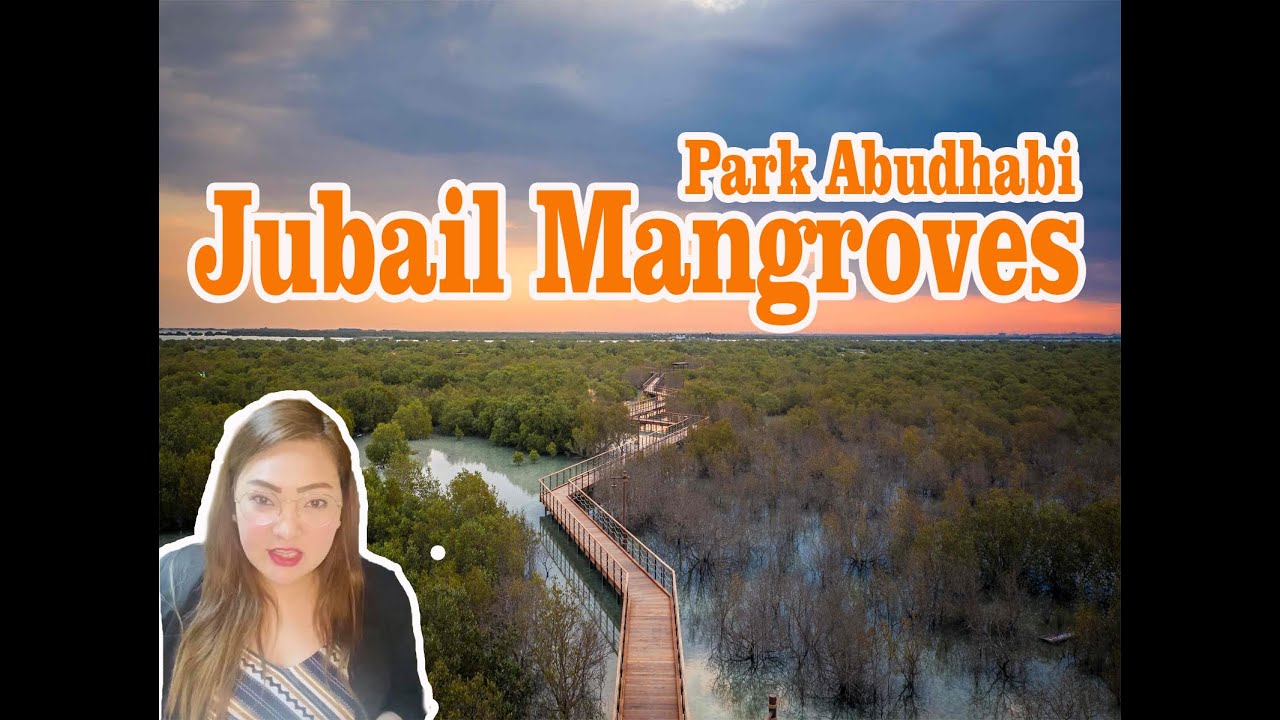 Visit the Jubail mangroves park Abudhabi