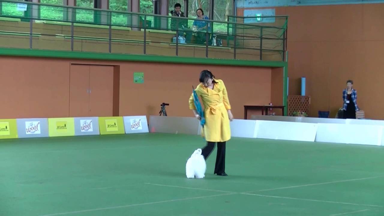 Dog Dance Japan Competition 2016 in Woof - Rintarou(Maltese)
