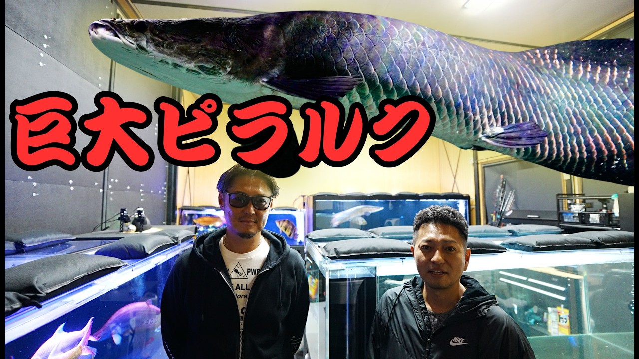 『お宅訪問』ピラルクと巨大水槽部屋‼️世界の巨大魚を釣りまくるプロアングラー　『アロワナ　ダトニオ　巨大スネークヘッド』飼育