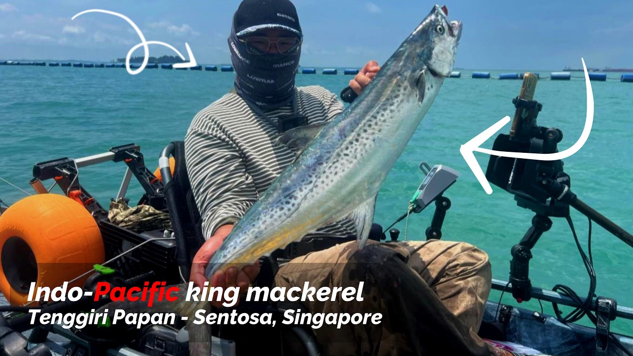 Tenggiri - Sentosa Kayak Fishing, Singapore
