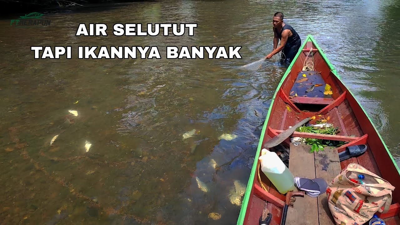 JALA IKAN DI SUNGAI SEPERTI MENJALA DI KOLAM, IKANNYA BANYAK BANGET‼️